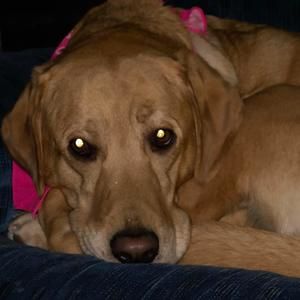 Meet your Posher, Heidi